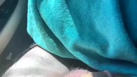 bigswollenhead4u online show from May 13, 9:12 pm