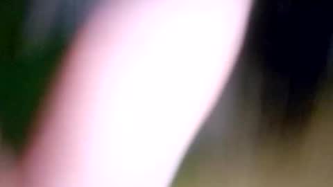 dougiebisme online show from May 1, 3:43 am
