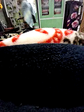 nidansohib1230 online show from March 23, 2:39 am