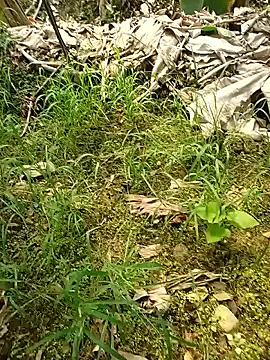 Sikici0734 online show from May 26, 7:37 am