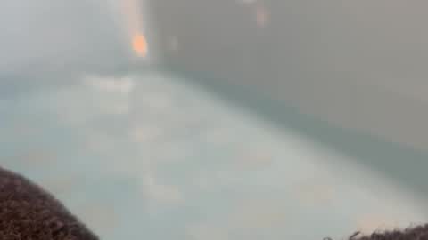 4ncar online show from November 18, 9:17 pm