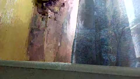 allwolf0323 online show from September 30, 4:54 pm