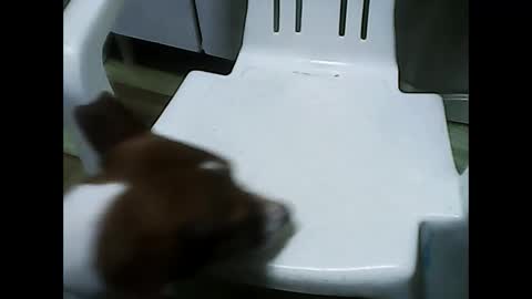 bbcbrazilianboy online show from October 20, 4:27 am