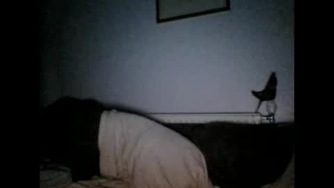 beatlebut online show from October 1, 6:23 pm