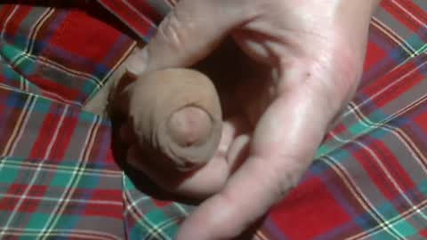  Reservoir Dogs online show from March 2, 4:34 am