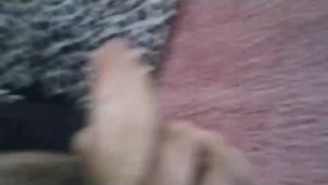 Snapshot of bigwalkdog420 chatting on January 26, 6:58 pm bigwalkdog420 online show from January 26, 6:58 pm