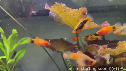 Booker Baxton online show from October 28, 2:58 am