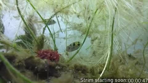 Booker Baxton online show from October 23, 3:10 am