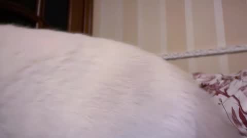 Cari online show from January 8, 8:14 pm