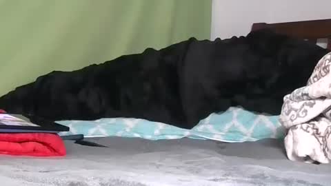 carolinayungin96 online show from November 6, 12:24 am