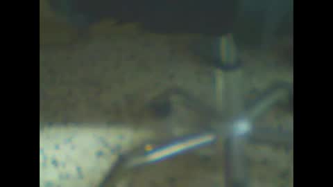 castells online show from February 10, 4:44 pm