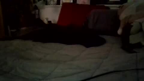 cookycook online show from January 16, 1:08 am