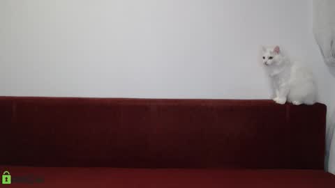 Daniel online show from November 17, 6:22 pm