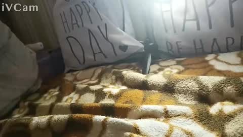 Snapshot of gatodes6116291 chatting on October 30, 5:36 pm gatodes6116291 online show from October 30, 5:36 pm