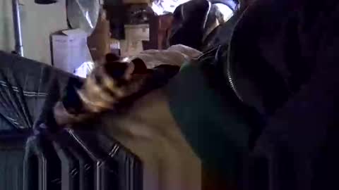 Corrado online show from January 19, 10:17 am