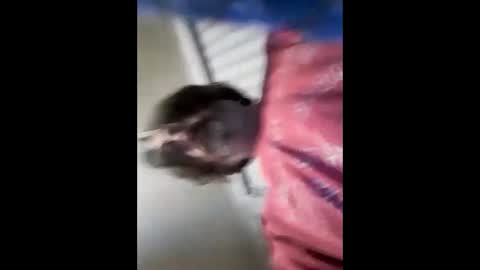 Snapshot of greatgoddamnsatan chatting on October 31, 9:23 am Lord Satan online show from October 31, 9:23 am