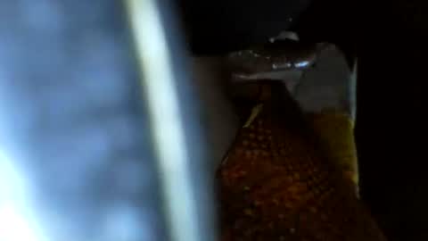 speedy online show from February 1, 10:03 am