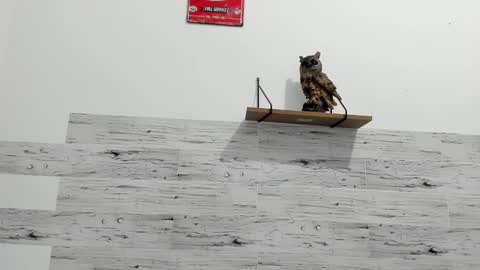 Jaycreedd online show from February 22, 11:32 pm