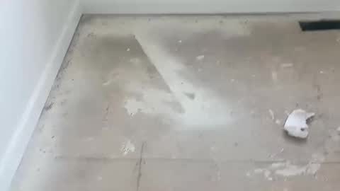 joshuatreestroker online show from February 19, 6:00 pm