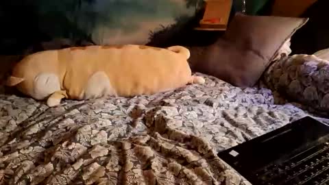 Kane Santiago online show from April 12, 10:38 am