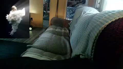 kodiakpm1 online show from November 18, 11:26 pm