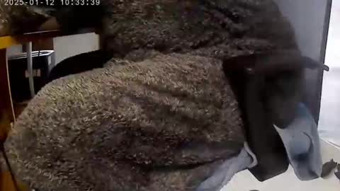 Snapshot of nineinchhard chatting on January 12, 10:34 am nineinchhard online show from January 12, 10:34 am