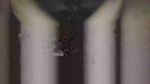 Snapshot of piggyes74 chatting on September 21, 10:43 pm piggyes 74 online show from September 21, 10:43 pm