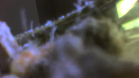 rehn816 online show from March 6, 3:13 pm