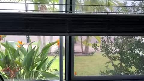 House to myself boss me around  online show from March 5, 3:30 am