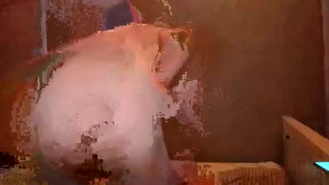 samehat19 online show from December 1, 3:53 am