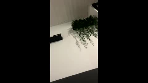 Sebastian online show from September 28, 8:23 am