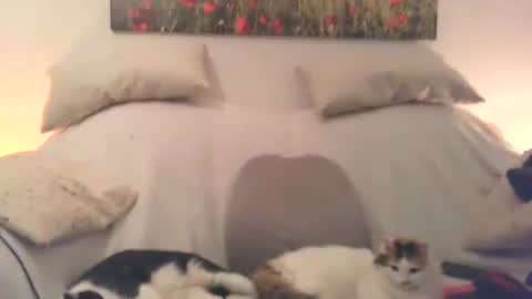 Sexurbation online show from February 21, 10:44 pm