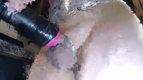 Shaveddick24 online show from November 25, 8:33 pm