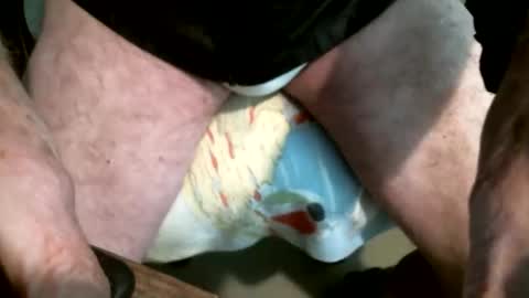 man eater online show from December 19, 10:17 pm