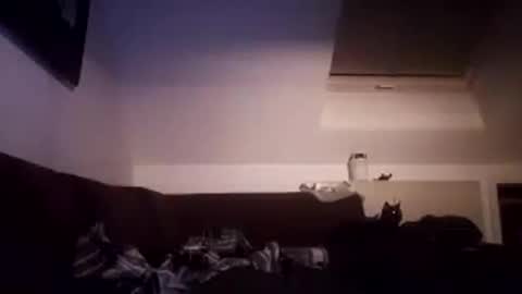 tigertrance online show from October 19, 3:22 am