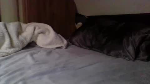 papa bear online show from February 9, 3:56 pm