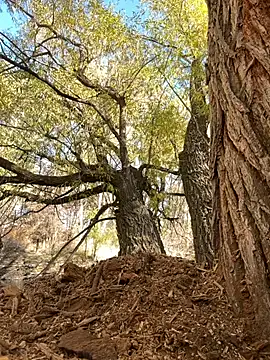 Followthepiper online show from October 30, 8:10 pm