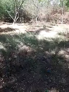 sile47 online show from September 13, 11:11 am