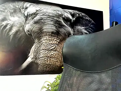 king falconer online show from November 24, 1:39 am