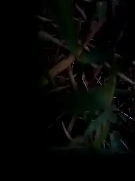 dolphiinn online show from February 1, 1:04 am