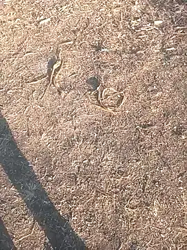 diwanamastan999 online show from January 16, 10:40 am