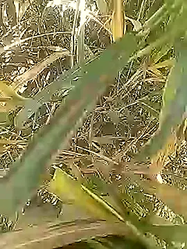 Cute Boy 4 online show from March 1, 5:18 am