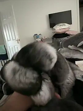 Furdale online show from November 10, 2:44 pm