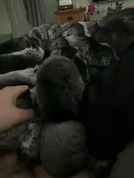 Furdale online show from April 1, 11:45 am