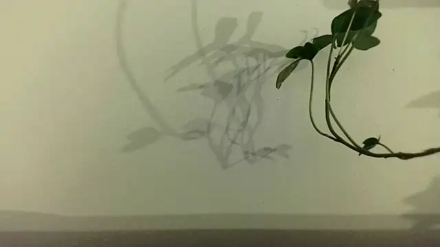 fdd13 online show from February 18, 6:28 pm